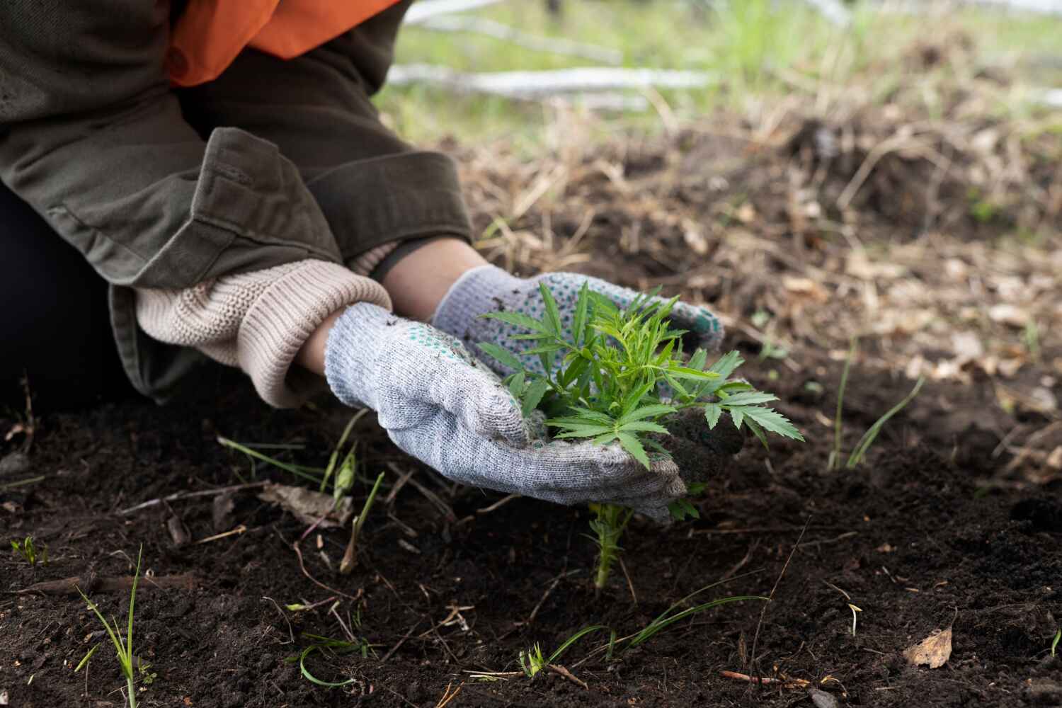 The Steps Involved in Our Tree Care Process in Riverside, UT